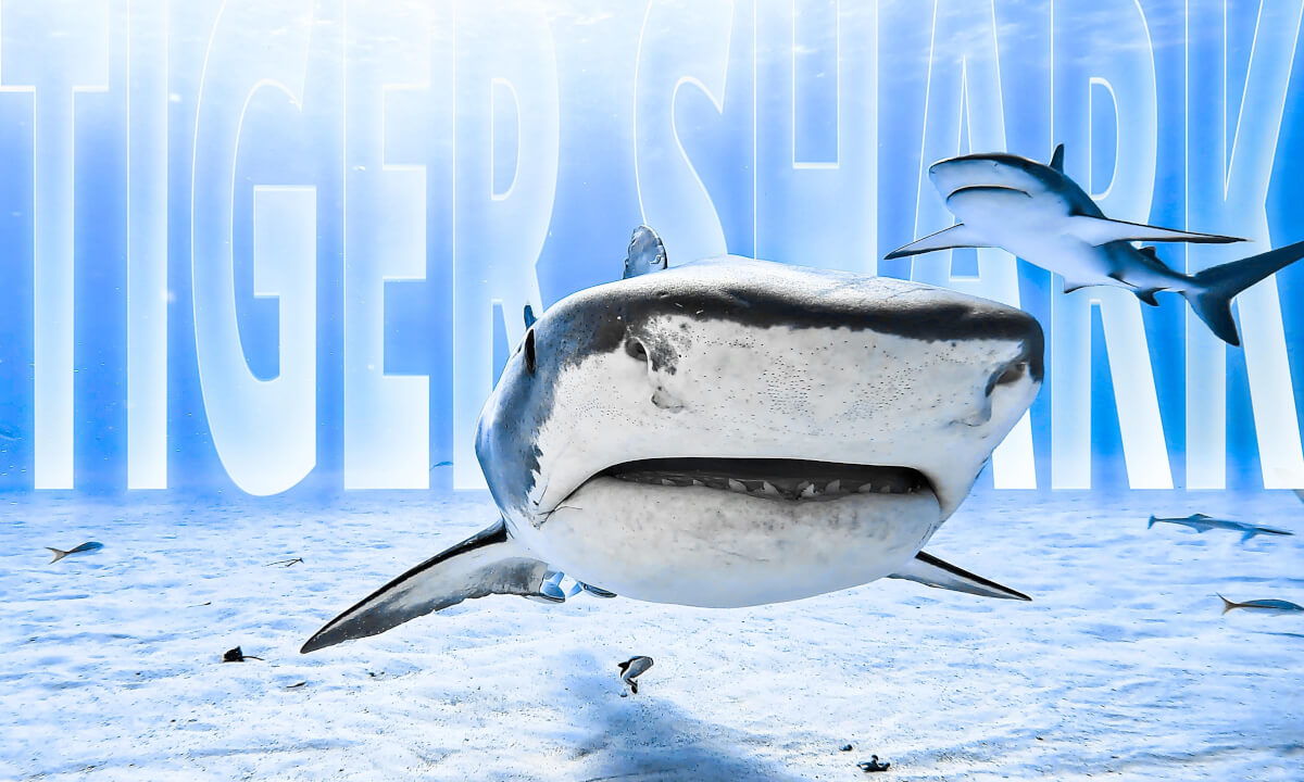 Tiger Shark - RETURN TO TIGER BEACH VR Video Tiger Shark - RETURN TO TIGER BEACH VR