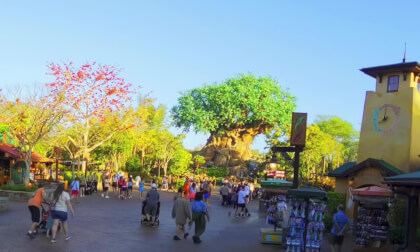 Entrance to Animal Kingdom in 360 VR 8K VR Video Entrance to Animal Kingdom in 360 VR 8K VR