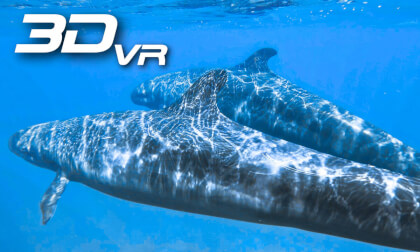 Pilot Whales of Darwin Island VR Video Pilot Whales of Darwin Island VR