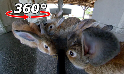 VR 360° | A peaceful rabbit luncheon!…But it wasn't. One rabbit was banished! VR 360° | A peaceful rabbit luncheon!…But it wasn't. One rabbit was banished!