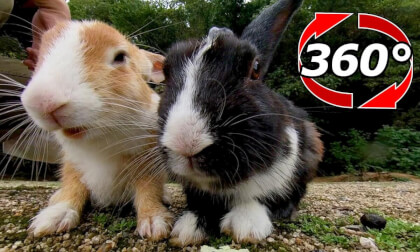 [360 Video] I gave a snack to a rabbit with a different coat color but a similar pattern.