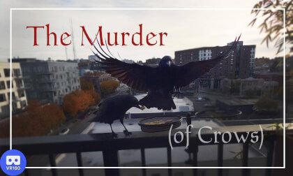 The Murder (of Crows)