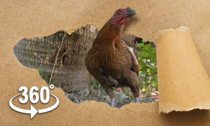 Alektorophobia Test | Face Your Fears VR | Fear of Chickens Alektorophobia Test | Face Your Fears VR | Fear of Chickens