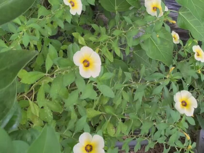 我家小黄花