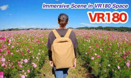 [VR180 3D] A Blanket of Cosmos Flowers – Enjoy the Fun of Mashiko’s Vast 5-Hectare Field | 3D Video in VR180 Format