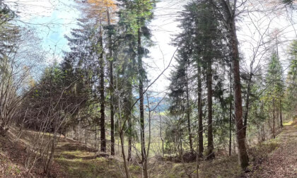 Wald-Spaziergang  Spital am Semmering  Austria