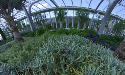 Finger-Aloe at Longwood Gardens 180VR 8K