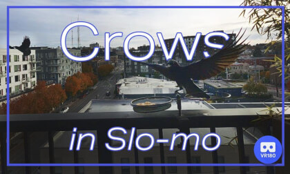 Crows in Slo-mo | VR 180 3D