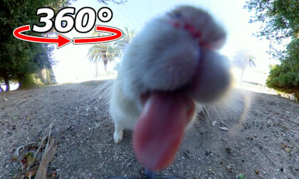VR 360° | A rabbit licks your face!