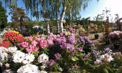 Flowering Rhododendron Park VR Video Flowering Rhododendron Park VR