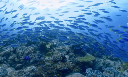 Diving 360 - Nature Calls in the Caribbean Sea