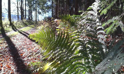 Spital am Semmering-Im Wald-Austria