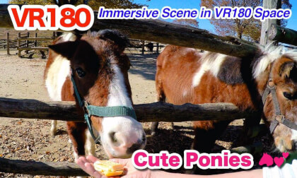 [VR180 3D] Too Cute! Ponies Popping Their Heads Over the Fence | 60fps Remaster