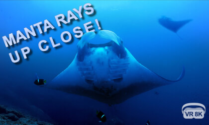 MANTA RAYS UP CLOSE!