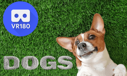 Doggies VR Video Doggies VR