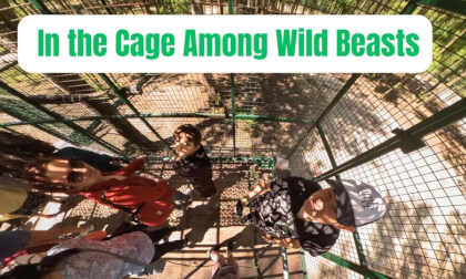 In the Cage Among Wild Beasts