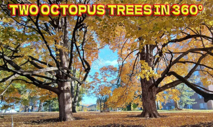 Two Octopus Trees In Thompson Park - Overland Park, Kansas