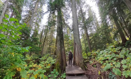 Giant Cedars walkway on Hyw 1 near Golden, British Columbia (8k, 360)