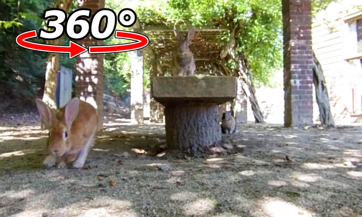 VR 360° | The rabbits gathered around us from the bench!