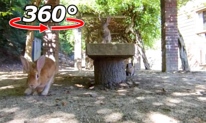 VR 360° | The rabbits gathered around us from the bench!