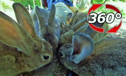 [360 Video]  It is meal time!