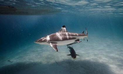 Republic of Palau Shark City
