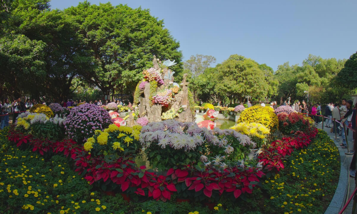 The 2025 Fuzhou West Lake Chrysanthemum Exhibition 支持苹果VP 12k 福州西湖菊花展