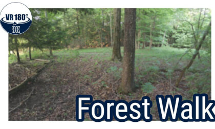 Forest Walk - VR180 8K