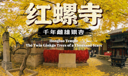 红螺寺 千年雌雄银杏 Hongluo Temple  The Twin Ginkgo Trees of a Thousand Years