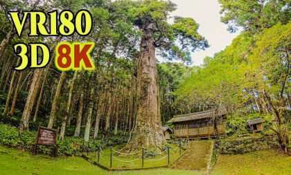 Tenjin Oh-Sugi , a giant cedar tree estimated to be 800 years old in Kochi , JAPAN