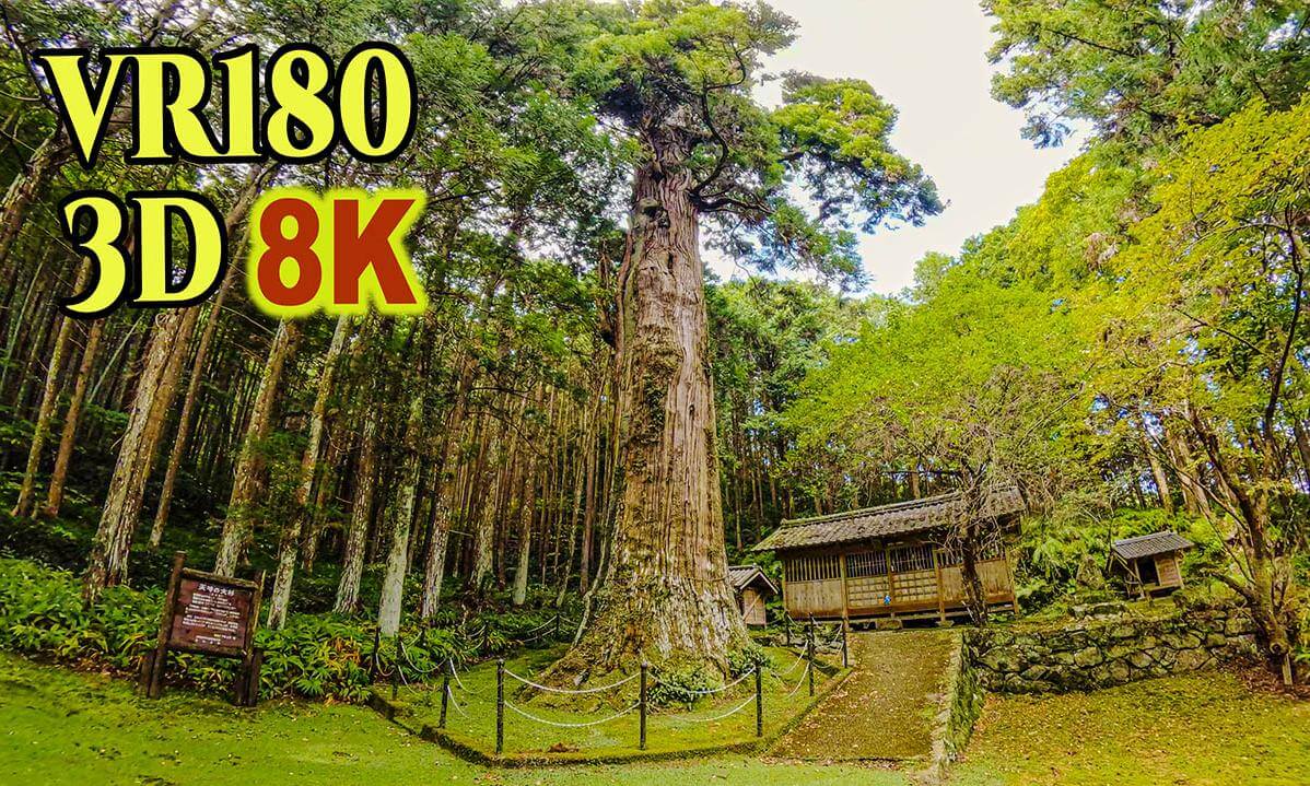 Tenjin Oh-Sugi , a giant cedar tree estimated to be 800 years old in Kochi , JAPAN