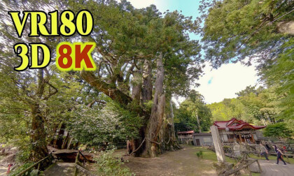 Sugi no Oh-Sugi , a giant cedar tree estimated to be 3000 years old in Kochi , JAPAN
