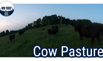Cow Pasture - VR180 8K