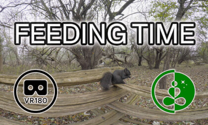 FEEDING TIME — Relaxing VR 180 Nature Experience | Squirrels & Chickadees in the Forest