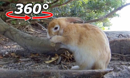 VR 360° | The rabbit spent over a minute carefully grooming itself right in front of you!