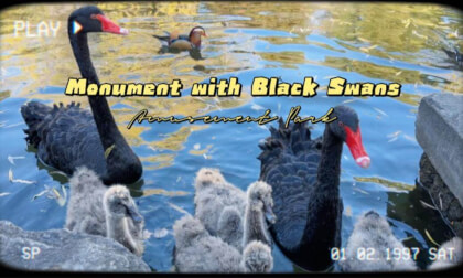 Moments with Black Swans