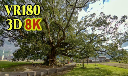 Kamo-no-kusunoki , a 1000-year-old giant camphor tree in Tokushima , JAPAN
