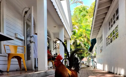 A beautiful pathway in Key West, Florida VR Video A beautiful pathway in Key West, Florida VR