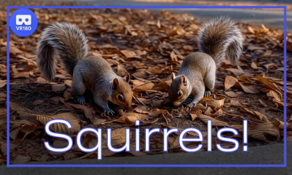 Squirrels in Seattle | VR180 3D