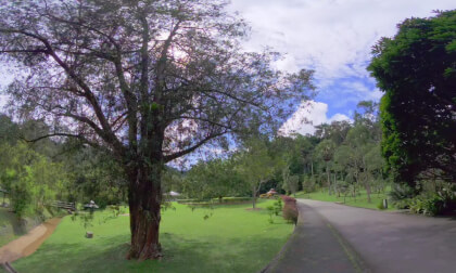 8K VR 180 Malaysia Penang botanical gardens