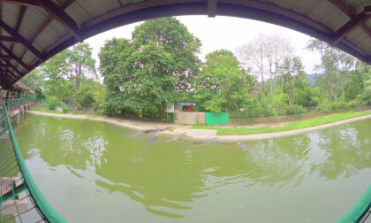 8K VR 180 Malaysia Langkawi Crocodile adventure