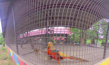 8K VR 180 Malaysia Langkawi Petland amazing experience with animals :)