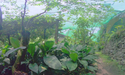 8K VR 180 Kuala Lumpur Butterfly park