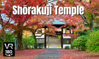 Japan, Shōrakuji Temple VR180 | 300-Year-Old Ginkgo Tree & Peaceful Autumn Colors