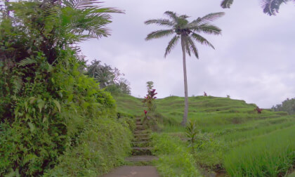 8K VR 180 Indonesia Bali rice field