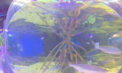 8K VR 180 Malaysia Langkawi Sea World