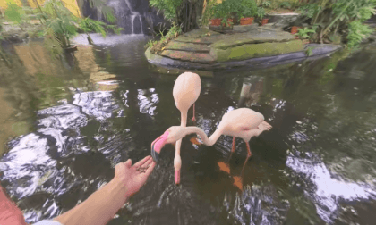 8K VR 180 Malaysia Langkawi Wildlife Park
