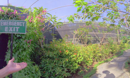 8K VR 180 Indonesia Bali Butterfly park