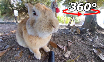 VR 360° | After eating his food, he immediately went into nap mode!