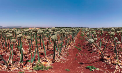 Blooming onion field in Yavne'el Plateau facing Mount Tabor, Israel